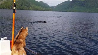 意外收穫！出海賞鯨巧遇「游泳黑熊」
