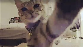 喵星人直播！無辜雙眼還喬鏡頭　網友：史上最萌實況主（圖／翻攝自《貓咪也瘋狂俱樂部》臉書）