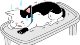 名家／毛起來／貓咪禁果