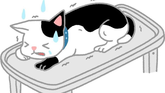 吃櫻桃易休克！貓咪的「禁果」別大意