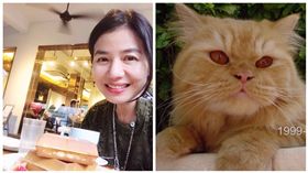 鍾楚紅,愛貓,圖／微博