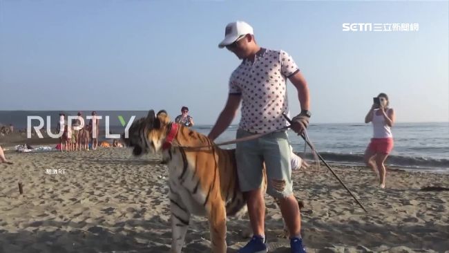 有錢就是任性！俄國男海灘「溜老虎」