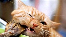 寵物滔客(圖片版權屬於滔客線上雜誌)