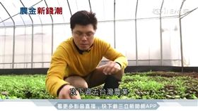  高檔芝麻葉免進口 牛津高材生自種