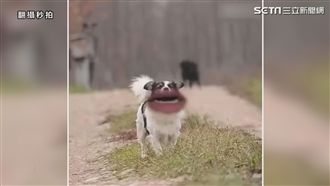 變臉App惡搞　毛小孩一秒崩壞！