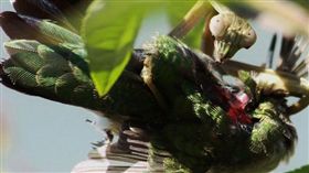 國際,美國,外來種,環境,蜂鳥,螳螂,獵殺,捕食