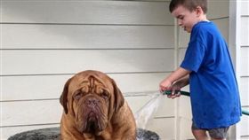 巨型獒犬想好好泡澡，卻慘遭小主人霸凌（圖／翻攝自teddylawhead
 IG）