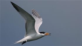 追蹤十年　首次揭密「神話之鳥」跨國遷徙路徑（圖／林務局）