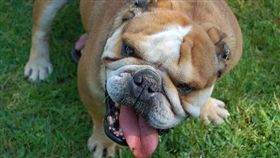 鬥牛犬。▲圖／攝影者pc.david, flickr CC License。https://www.flickr.com/photos/pcdavid/477017308/