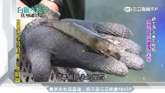 碩士漁夫養生態蝦　創造養殖大未來