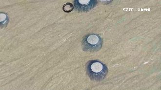 台知名沙灘勝地　驚見爆量毒水母擱淺