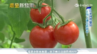 日本神奇番茄　「洗腎原理」變農法