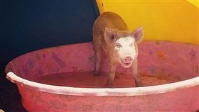 傷痛可以被愛治癒！飼主用心照護　瀕死豬重獲新生（圖／翻攝自《Sale Ranch Sanctuary》臉書）
