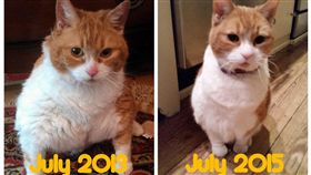 貓咪,肥胖,減肥,Jonesy,Dawn(臉書 https://www.facebook.com/pg/JonesyAlienSlayer/posts/?ref=page_internal)