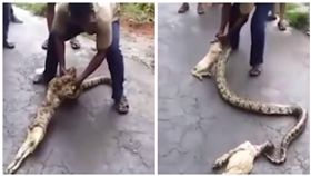 蟒蛇，活吞山羊（圖／翻攝自YouTube）