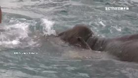 楚#搶救落海象1600