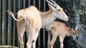 伊蘭羚家族。翻攝Shou Shan Zoo 壽山動物園