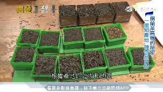 斯里蘭卡「農職人」　高難度特技採椰