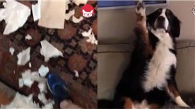 舉手,毛小孩,汪星人,狗,碎紙,認錯　圖／翻攝自臉書