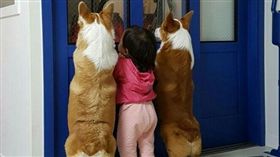 在看什麼？柯基踮腳往外看　小主人也來湊一腳！（圖／翻攝自realhannom Instagram）