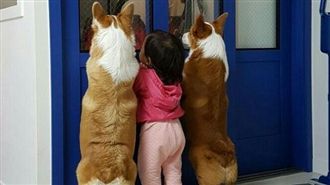 柯基勾起妹妹好奇心　同步探頭超可愛