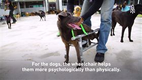 台灣工程師自製犬輪椅 癱瘓狗再次奔跑
圖/翻攝自Great Big Story臉書