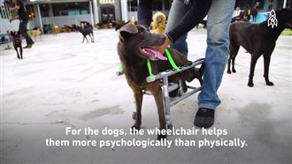 愛心工程師自製輪椅　殘廢狗再次奔跑