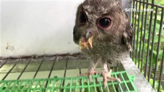 貓頭鷹當寵物養　男違反保育法遭罰