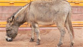 驢子（圖／翻攝自維基百科）