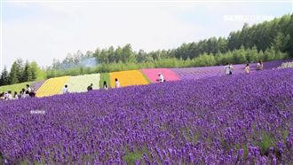 夏季旅展今開跑　去北海道3萬有找