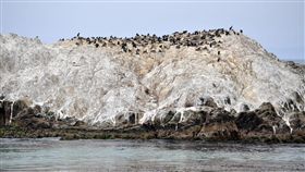 大便,糞,黃金,食物,蝙蝠,海鳥,肥料,安全投資標的,Charles Hugh Smith,投資　圖／翻攝自華爾街見聞　https://goo.gl/GEkQpP