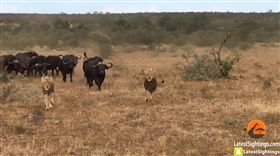 「牛」多勢眾沒在怕！同伴落單被獅子襲擊　一群衝上前救援
圖／翻攝自Kruger Sightings YouTube
https://www.youtube.com/watch?v=wki8uqdEXh8