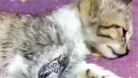 中國大陸,山東,小貓,貓咪,刺青,虐待,抨擊(微博 )