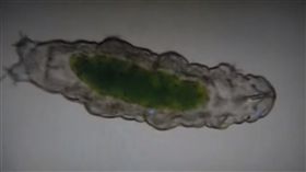 不是小強！地球若毀滅　這小傢伙命超硬竟能活下來
圖／翻攝自TruthNews YouTube
https://www.youtube.com/watch?v=o72hdIeu_vo