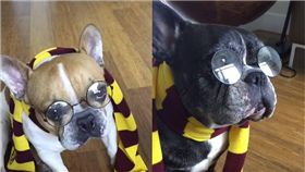 哈利波特,法鬥,狗狗,汪星人,變裝,葛萊芬多　圖／翻攝自IG