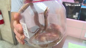 香蕉伯被蛇咬　憂毒丟命「揪蛇」送醫