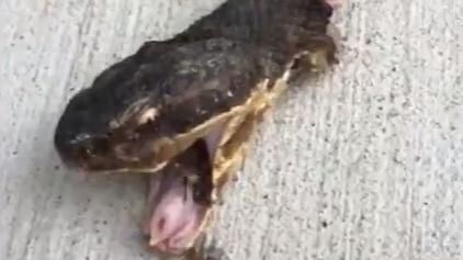 猛蛇遭斬身首異處…竟還面露猙獰示威