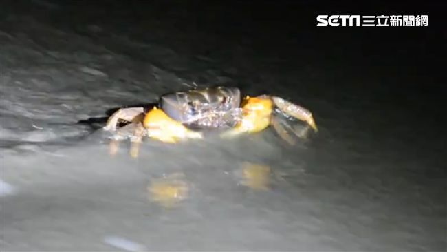 月光下的「蟹逅」壽山陸蟹產卵