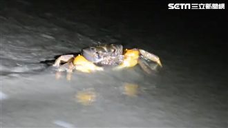 月光下的「蟹逅」壽山陸蟹產卵