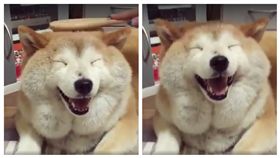 ▲柴柴自帶圍巾。（圖／翻攝自汪汪仙貝臉書）
https://www.facebook.com/dogonut/videos/1594247467315296/