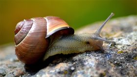 蝸牛／flickr／Dennis／https://flic.kr/p/cyCHZN