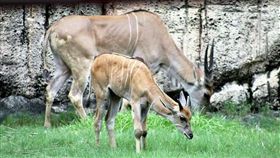 伊蘭羚家族。翻攝Shou Shan Zoo 壽山動物園