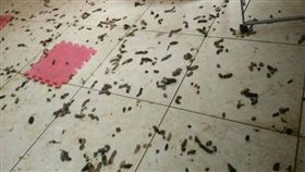 ▲惡房客房租積欠還留滿屋子狗大便。（圖／翻攝自臉書爆料公社）
https://www.facebook.com/photo.php?fbid=1227268563963624&set=pcb.1292363770796254&type=3&theater

