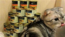 寵物滔客(圖片版權屬於滔客線上雜誌)