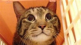 寵物滔客(圖片版權屬於滔客線上雜誌)