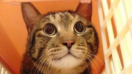 貓咪老了怎麼照顧？飼主必學正確知識