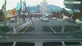 台北市北投區大業路赫見1匹白馬逆向奔馳（翻攝畫面）