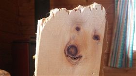 ▲木頭狗成網紅。（圖／翻攝自推特）
https://twitter.com/thulkmyface/status/886464483245346816