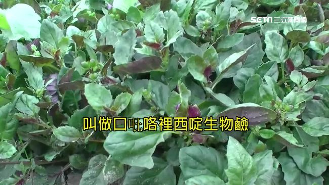 紅鳳菜有毒吃多致癌？醫師建議這樣吃
