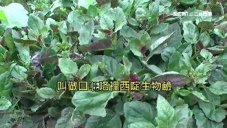 紅鳳菜有毒吃多致癌？醫師建議這樣吃